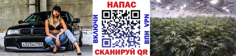 как найти закладки Бирюч МАРИХУАНА индика